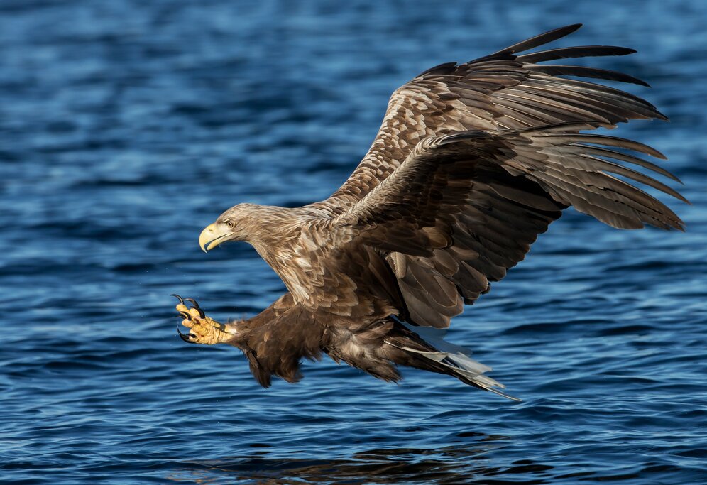 Trollfjord and The White-Tailed Sea Eagles