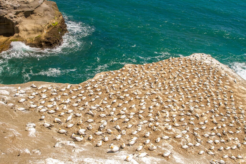 Get up close to the Muriwai Gannet Colony