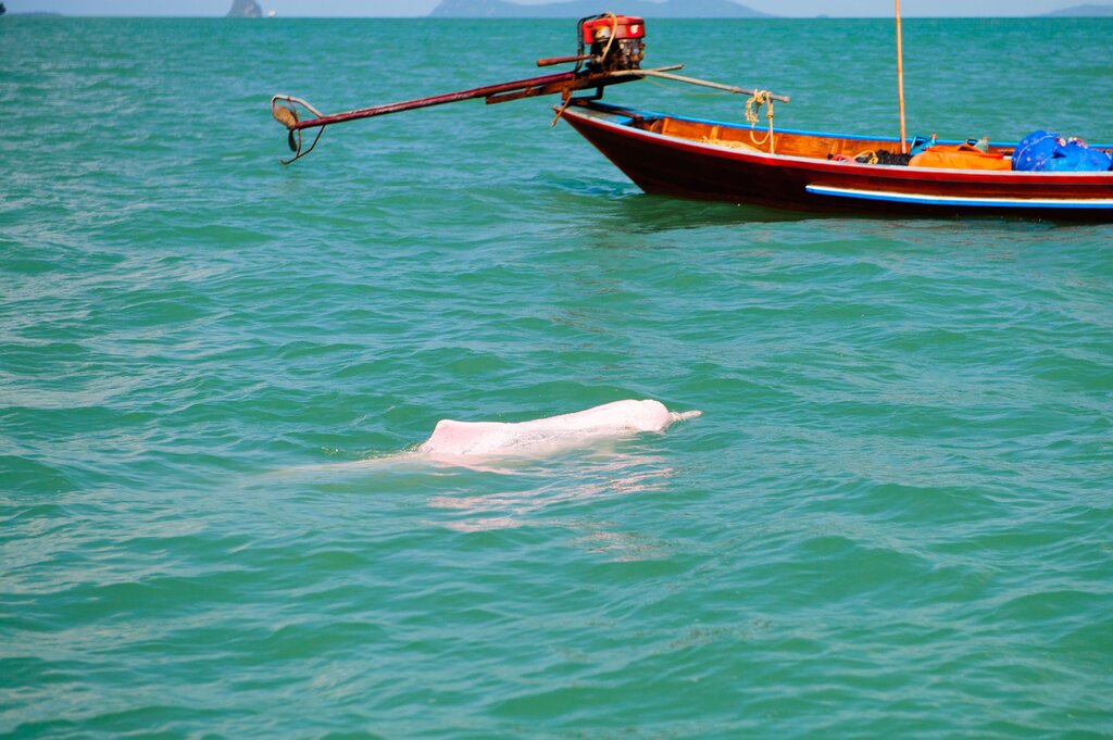 See pink dolphins in the wild