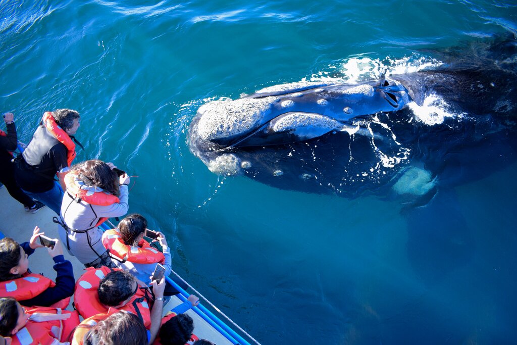 See whales and other wildlife on this family tour of Patagonia