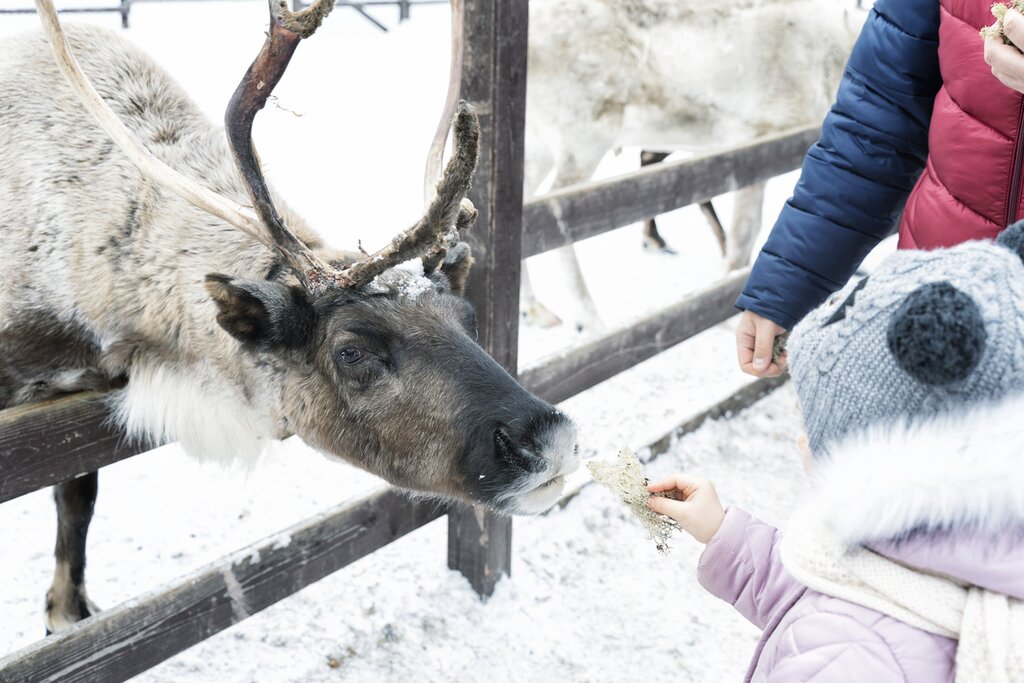 Feed Reindeer at Sami village
