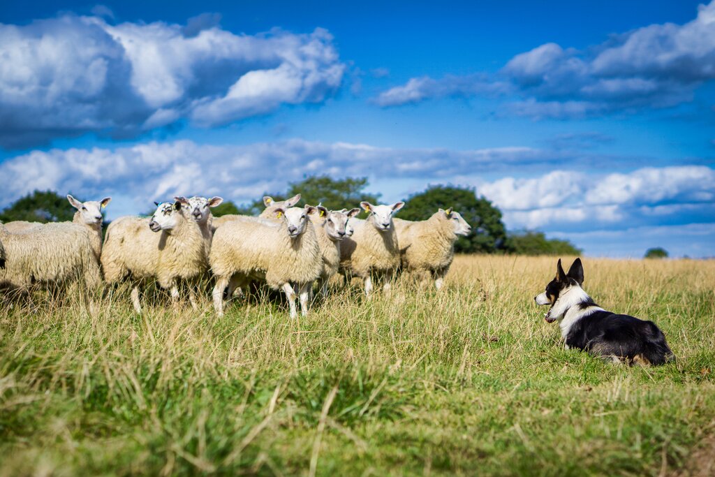 Sheepdog working sheep