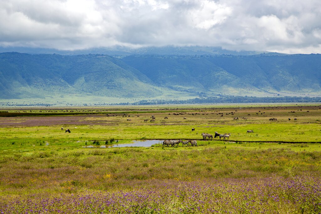 Tanzania, East Africa - Ngorongoro Crater Conservation Area with herds of grazing herbivores on a background cumulus clouds.jpg