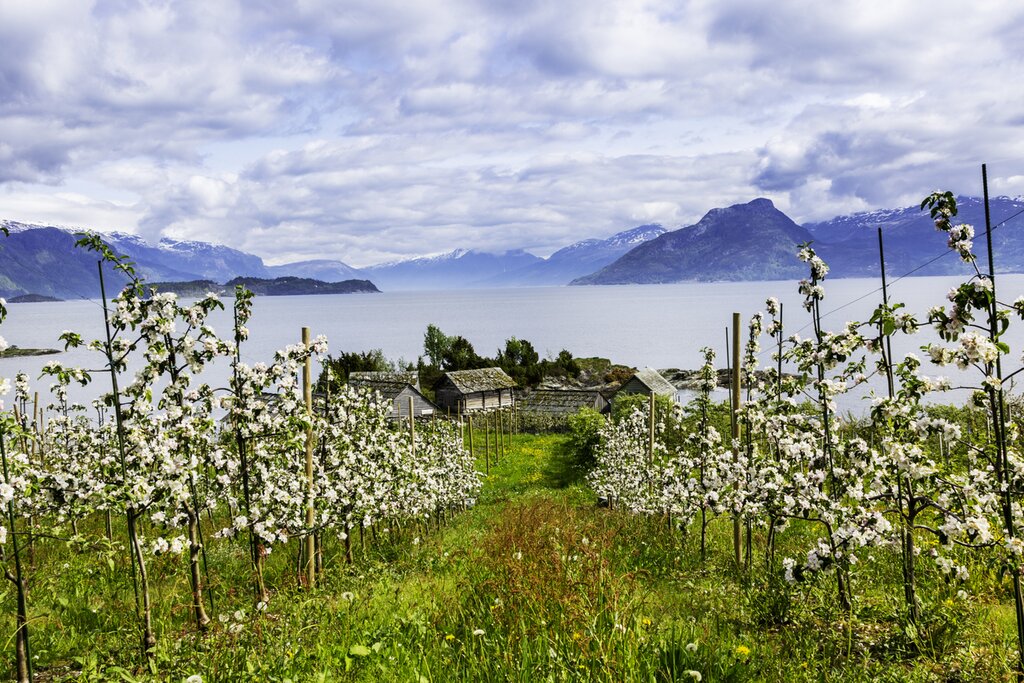 Glimpse summer scenes on the fjords near Bergen on the Norway portion of your Scandinavian road trip