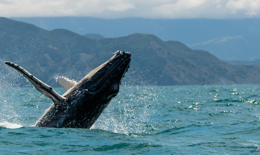 Spot whales off New Zealand's East Coast in Kaikoura