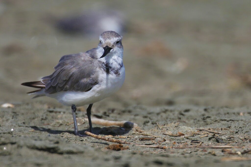 New Zealand wrybill