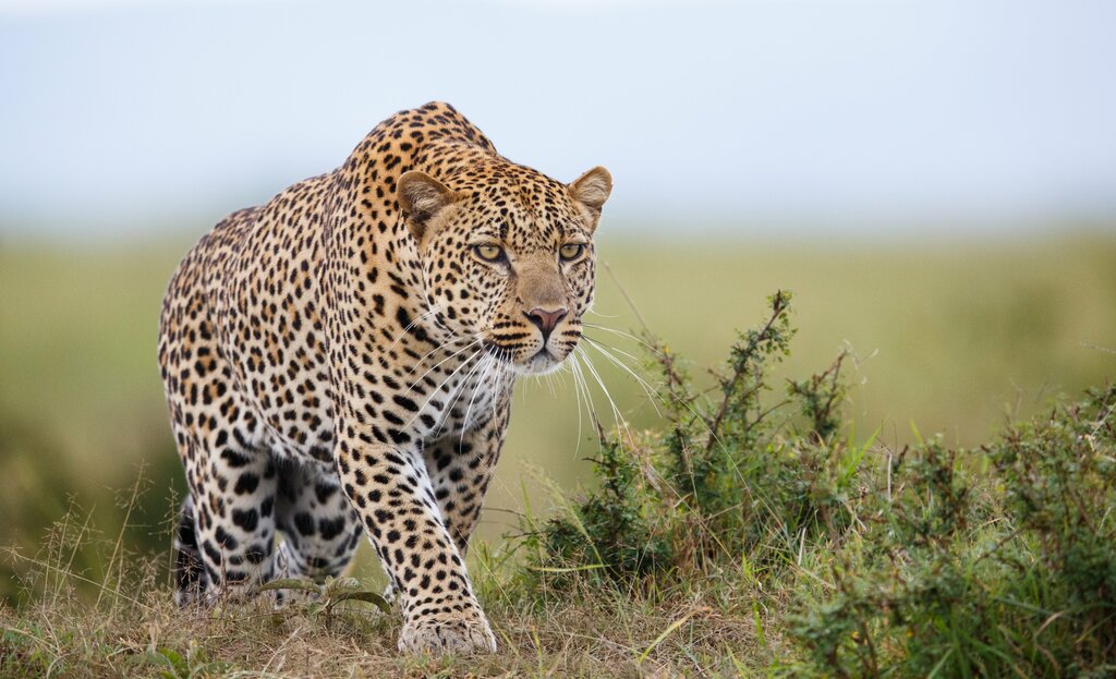 See leopards in the national park