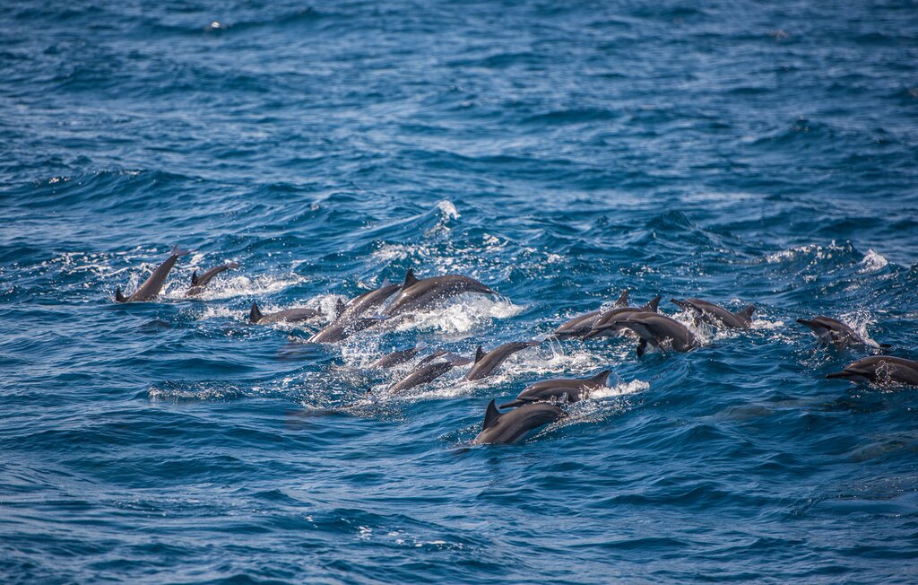 Look for a range of whale and dolphin species