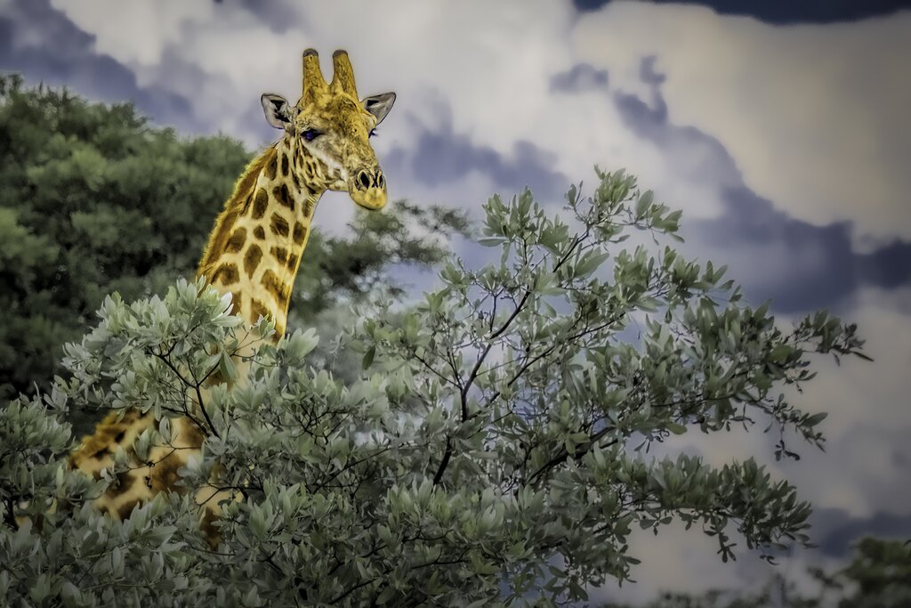 See all the wildlife with fewer crowds with this off-the-beaten-path safari adventure
