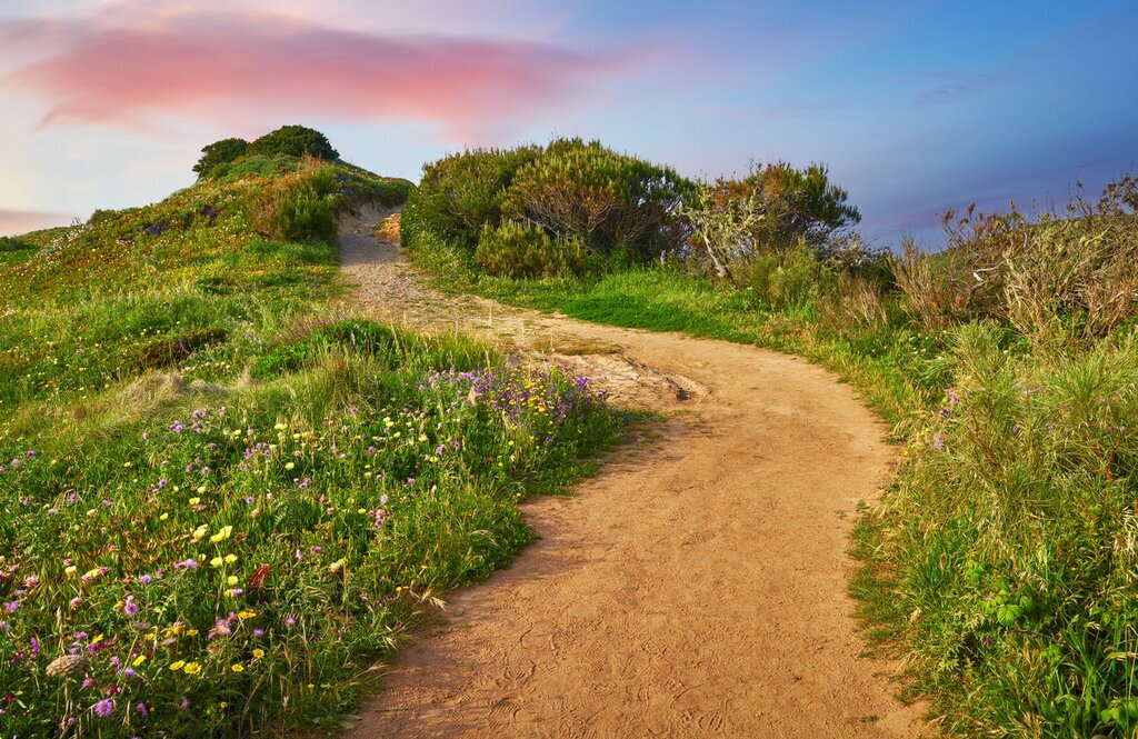Wildflowers along the trail to Cabo da Roca