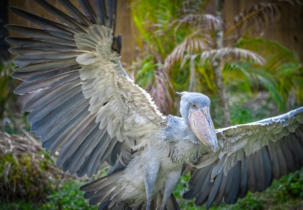 Cruise through Mabamba Swamp to look for the majestic shoebill