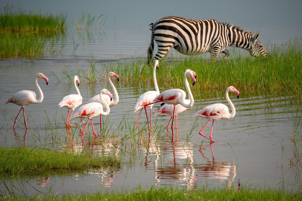 Your 10-day safari ends with game drives and wildlife spotting on the floor of the Ngorongoro Crater