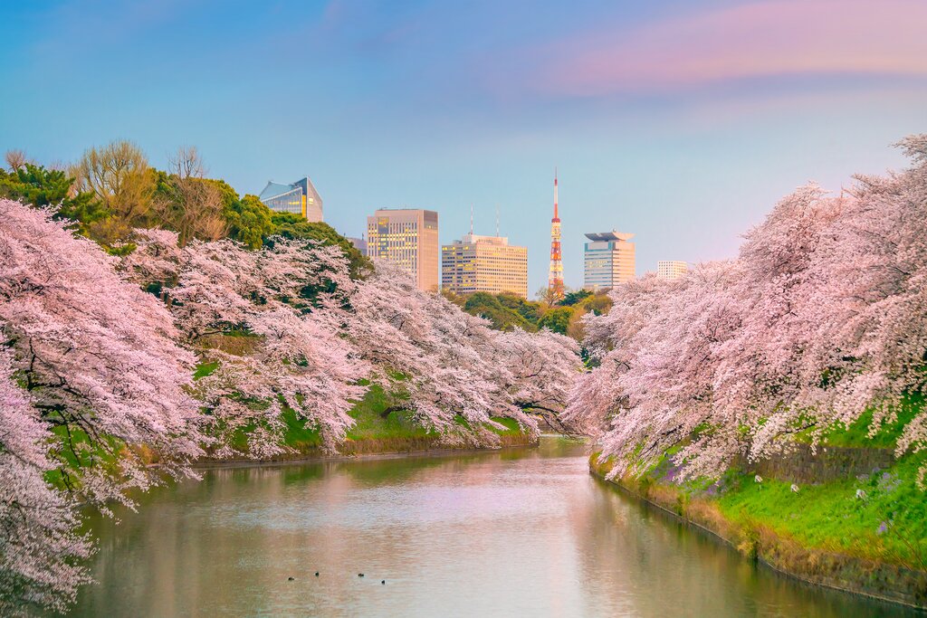 Cherry blossoms in Chidorigafuchi Park, Tokyo
