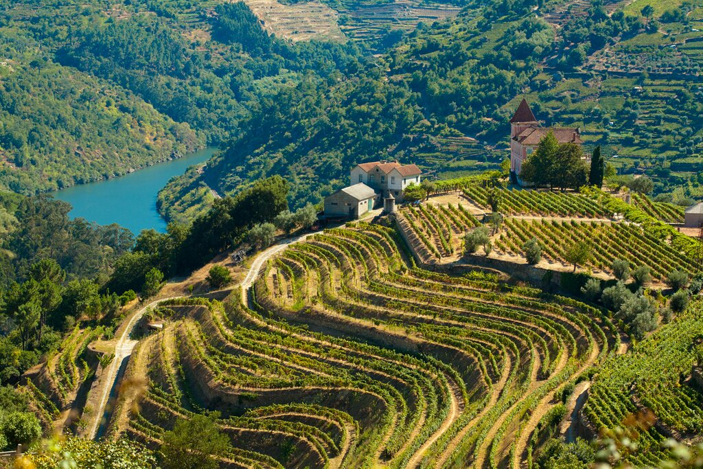 Douro Valley vineyard