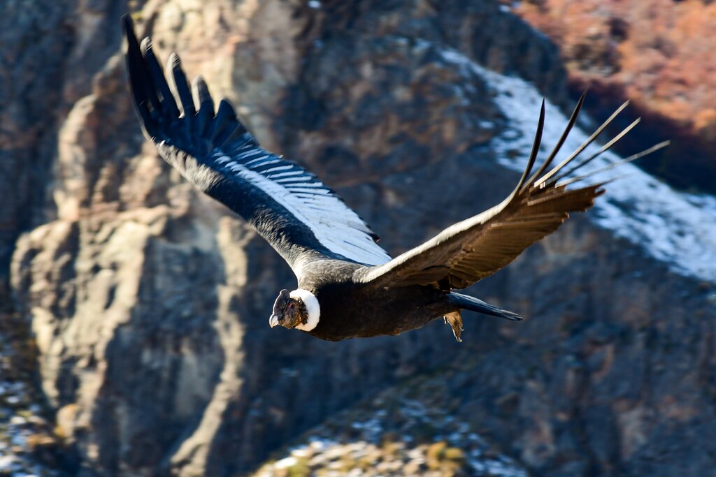 Condor