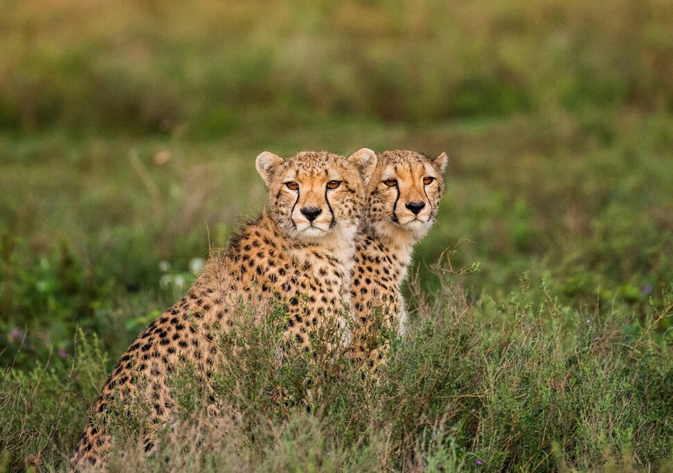 Stay in the heart of Serengeti National Park and spot big cats on morning and afternoon game drives