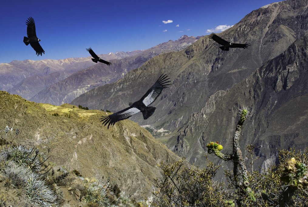 Four condors flying over Cruz del Condor in Colca Canyon, Peru