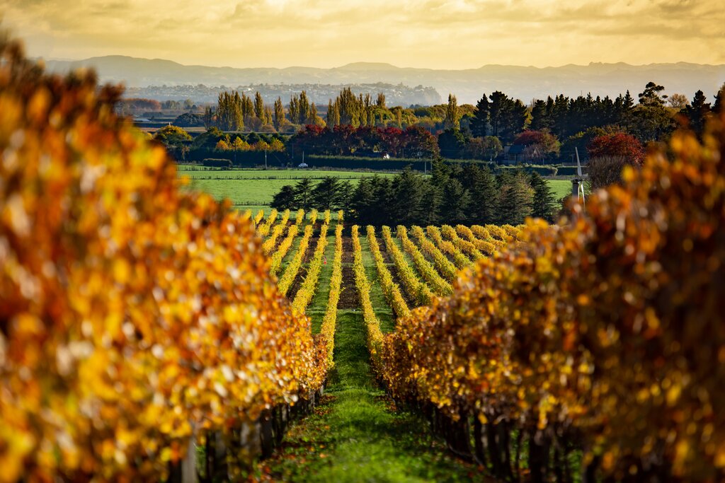 Half Day Private Food & Wine Lovers Delight