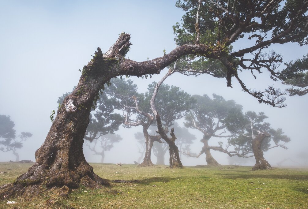 Enchanted Fanal
