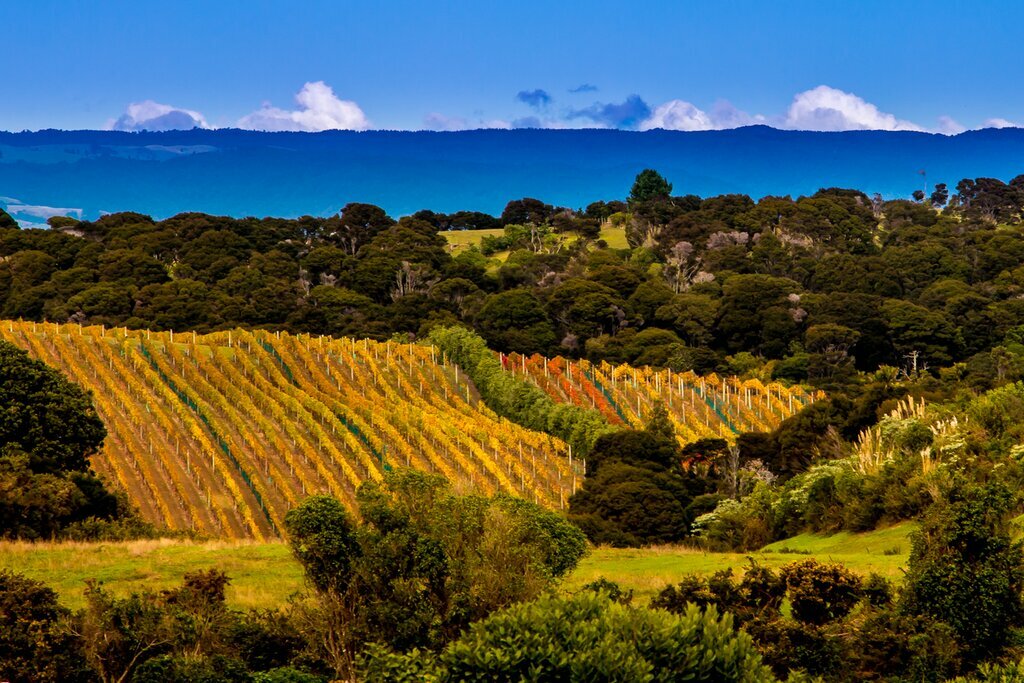 Waiheke Island vineyard, New Zealand