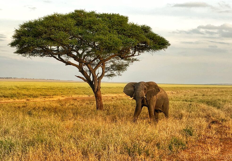 Your wildlife-spotting adventures begin in Tarangire National Park