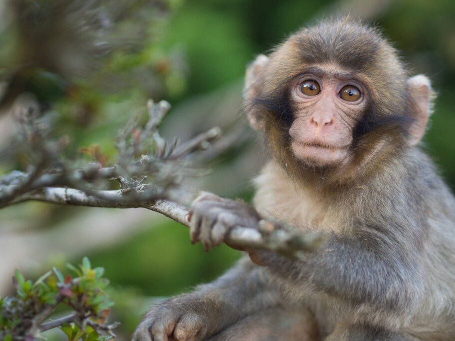 Monkey Park