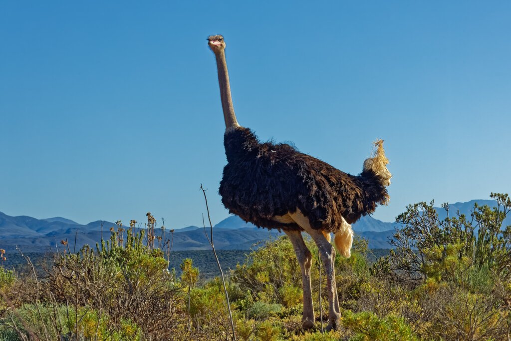 Close-up of male ostrich in Little Karoo