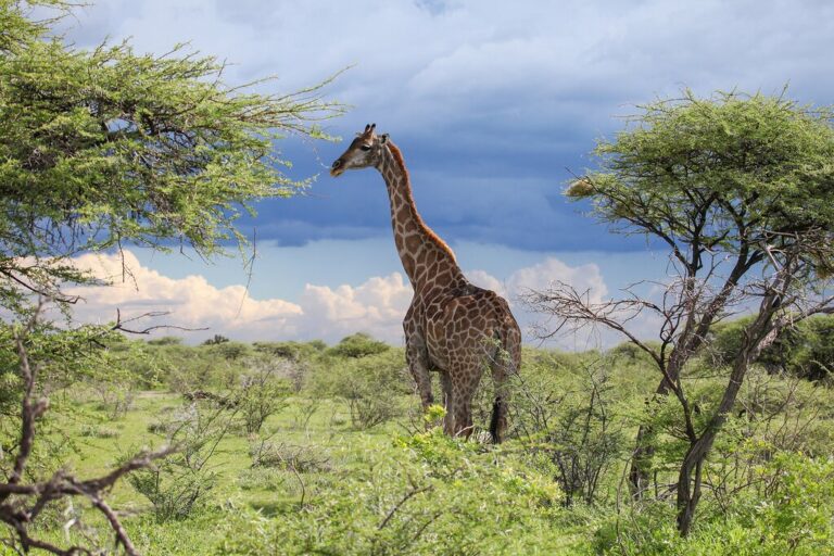 2 Weeks in Namibia - 4 Unique Itinerary Ideas