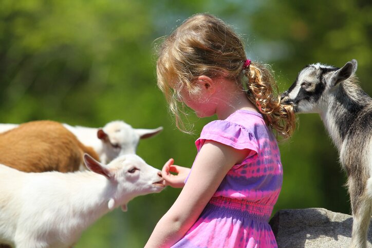 Visit a typical Norweigan goat farm