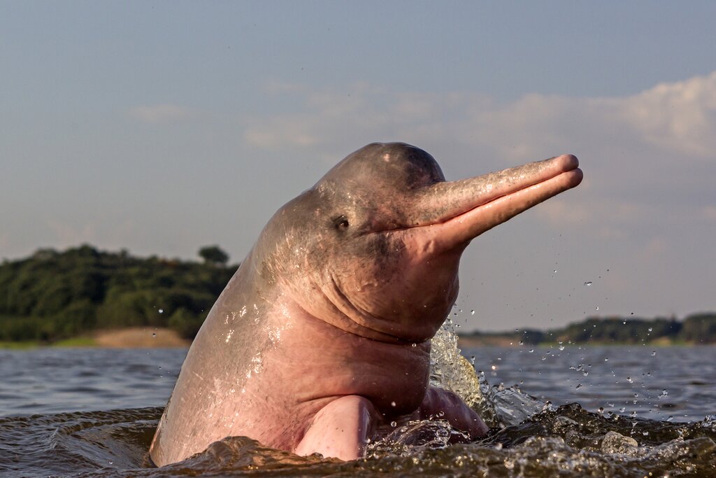 a pink river dolphin rising out of the water