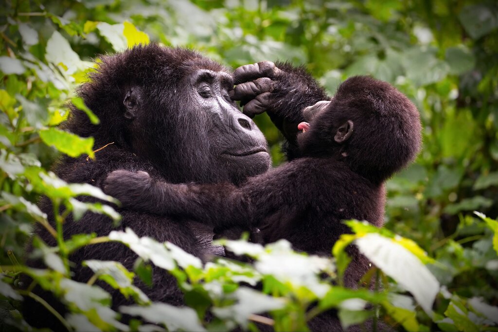 Bwindi Forest Gorillas