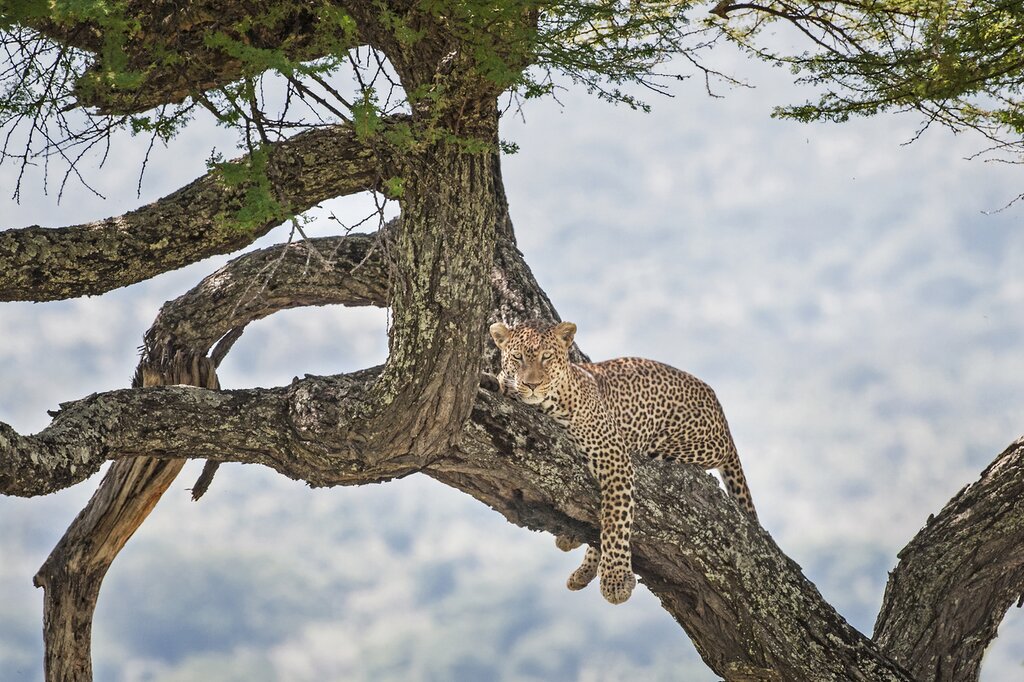 A leopard lounging in Tarangire National PArk