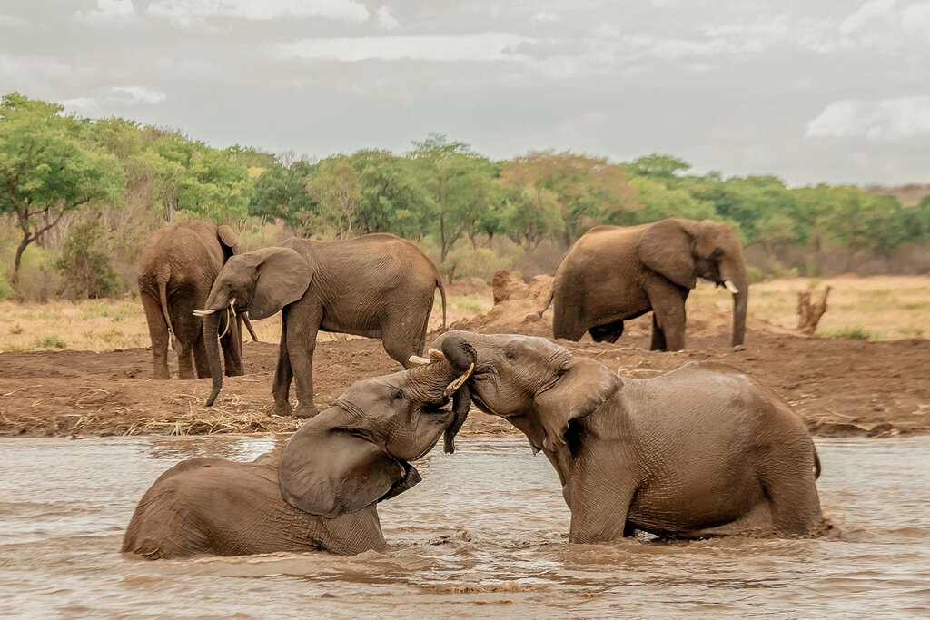 Through the eye of an elephant