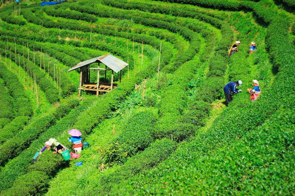 Explore Thai Countryside Life at Mae Kampong Village