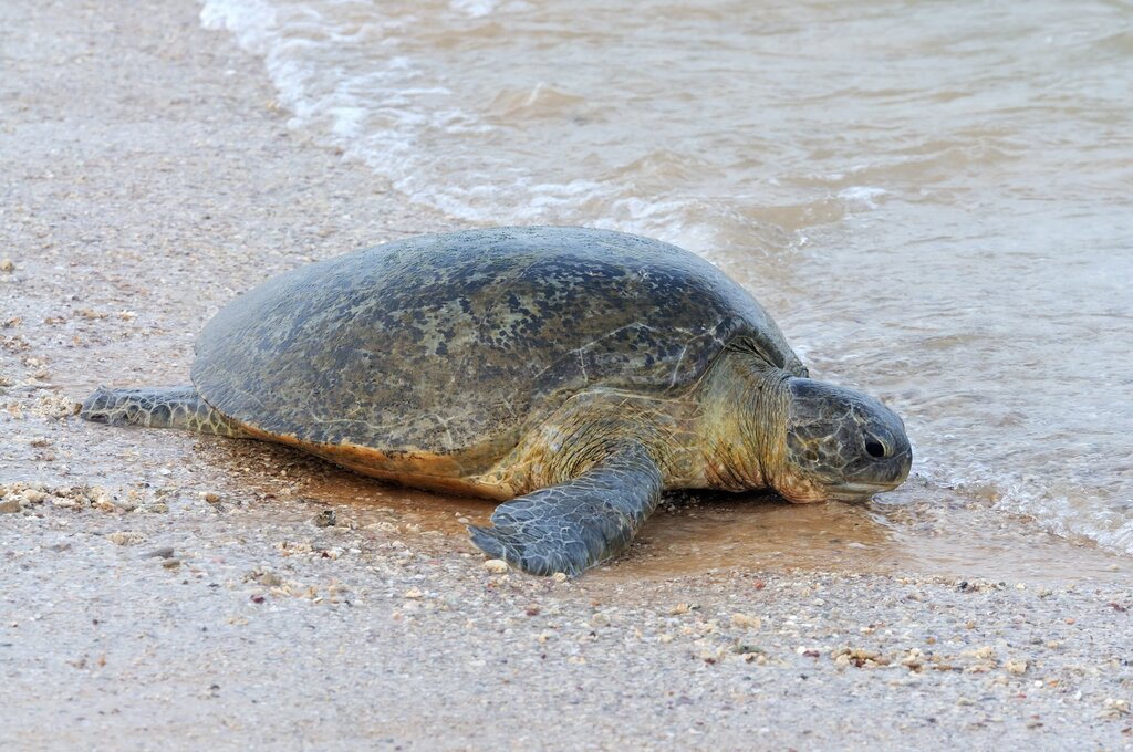 Sea turtles on the beach in Sri Lanka