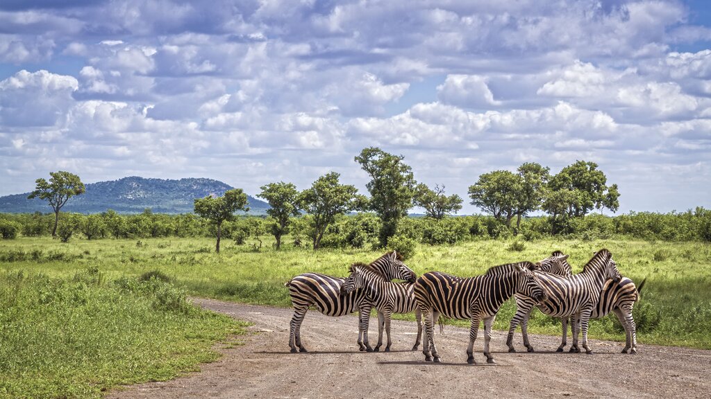 Spot wildlife in Kruger National Park