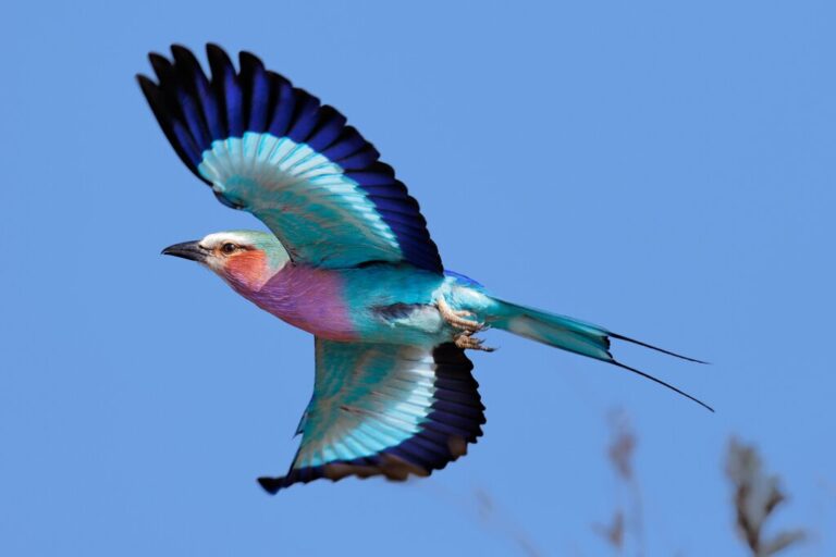 Kenya Wildlife & Bird-Watching Safari - 14 Days