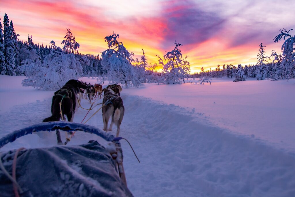 Go dogsledding in an Arctic wonderland near Luleå