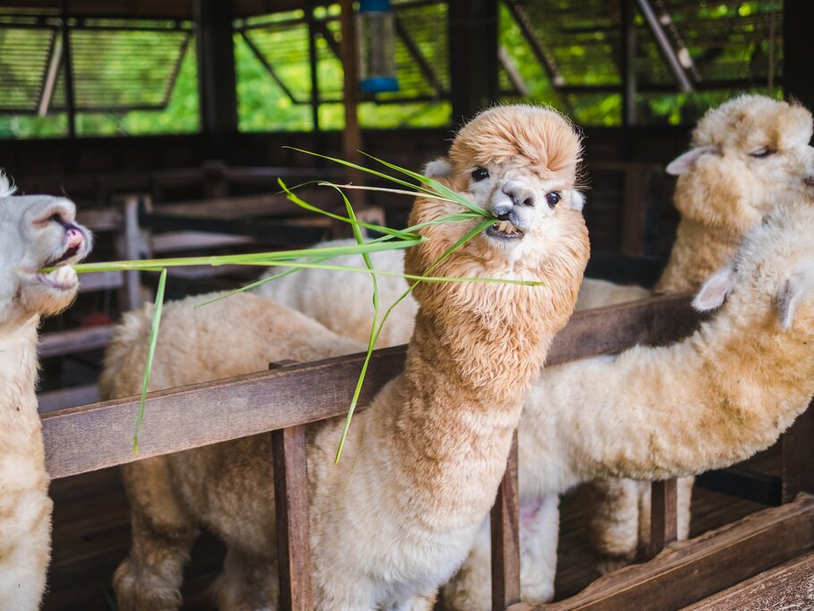 See llamas and alpacas in Peru
