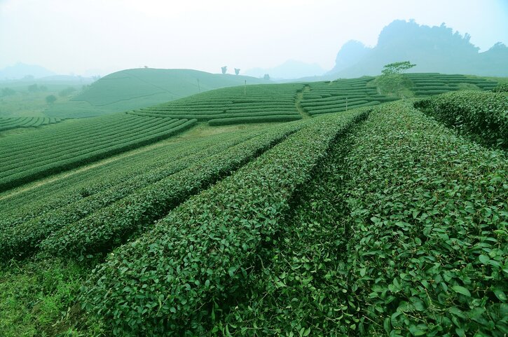 Explore the Vietnamese Countryside on a Ba Vi Eco Tour