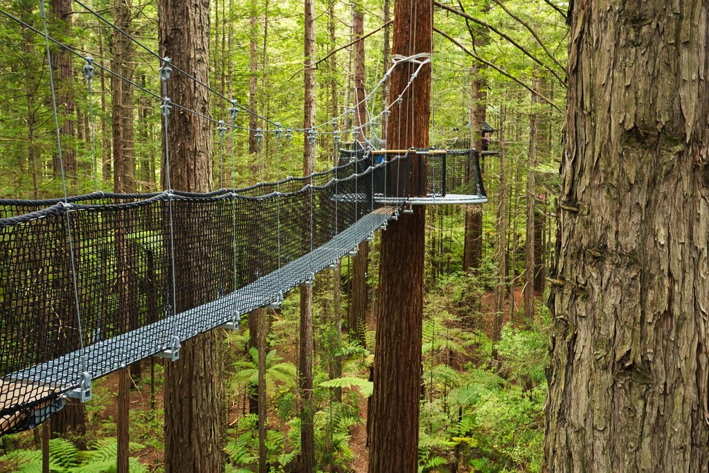 Treewalk through Forest of Tree Ferns and Giant Redwoods in Whakarewarewa Forest near Rotorua