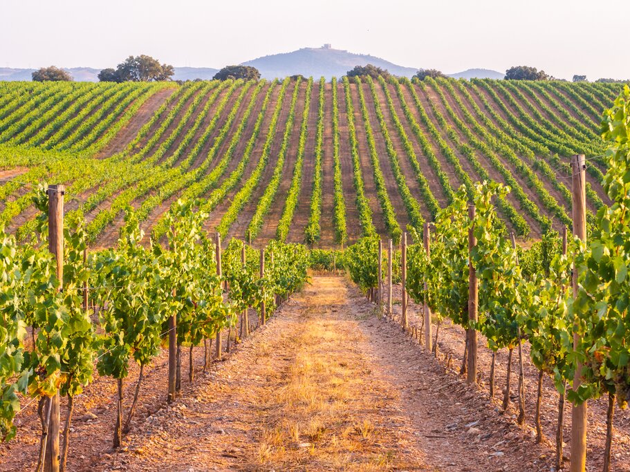 Explore vineyards and olive oil estates on this journey through Iberian culture and cuisine