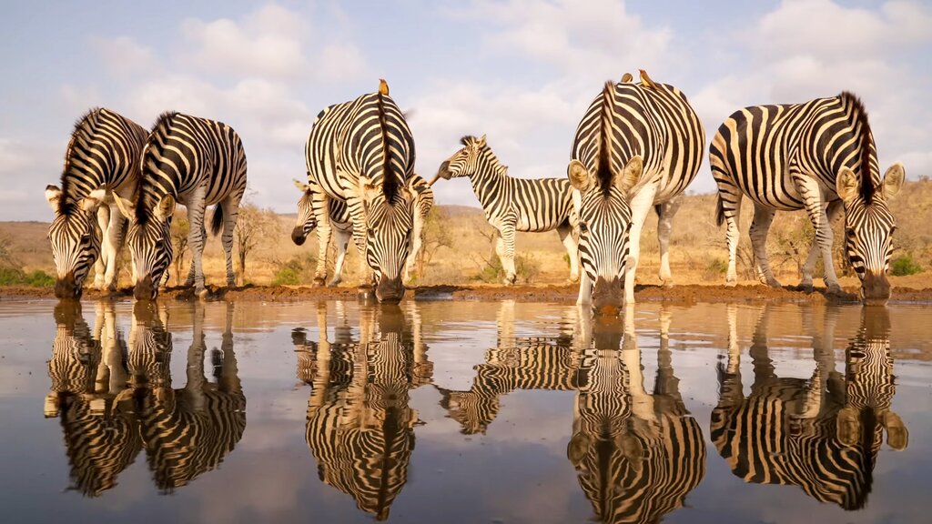 Early Morning Game Drive at Aberdare National Park