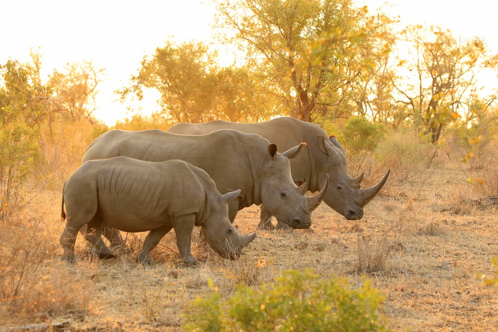 Spot rhinos on a sunset safari
