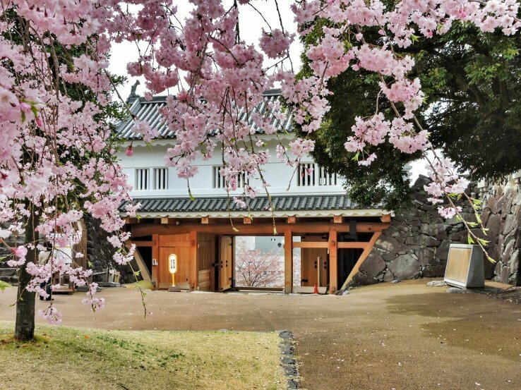Spot Cherry Blossoms Around Mount Fuji