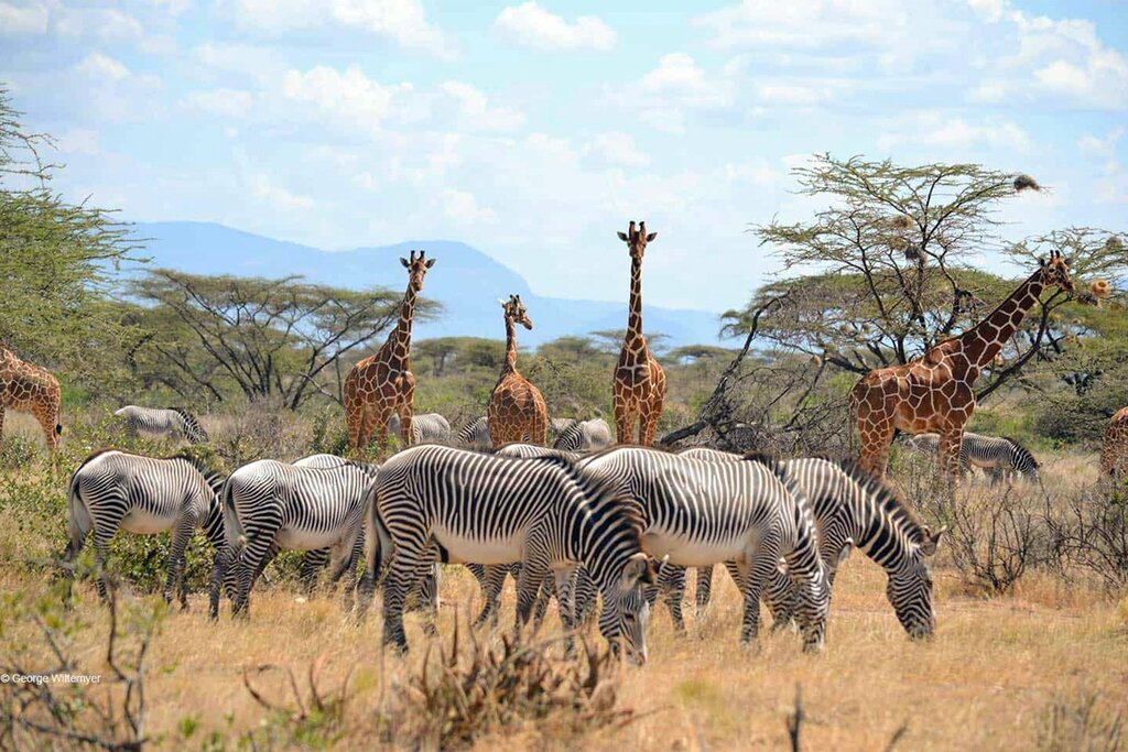 Samburu National Reserve