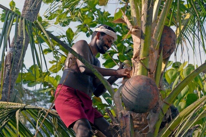 Toddy Tapping in Maravila