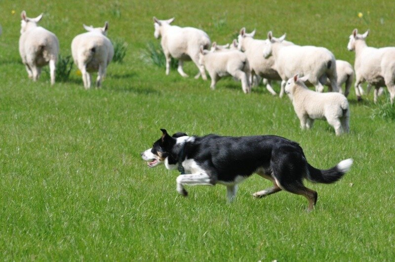Sheep dog at work
