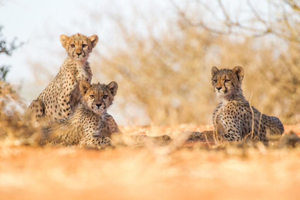 Cheetah cubs