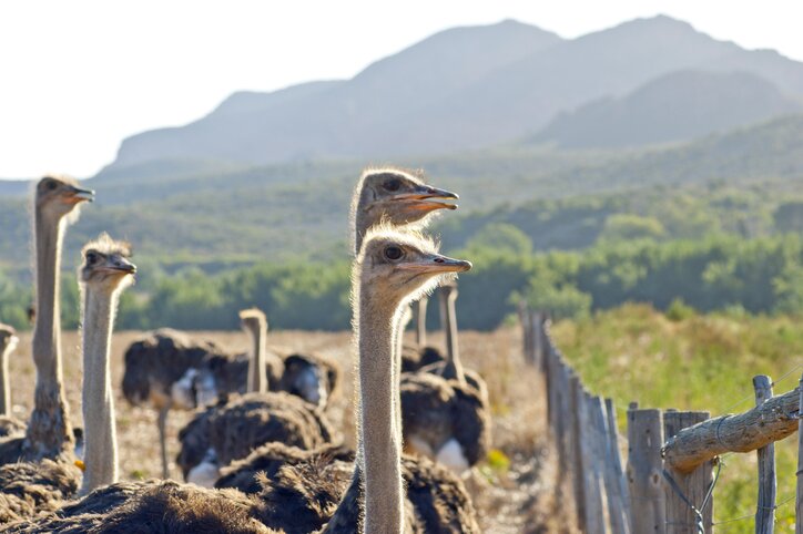 Ostrich on patrol
